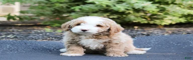 Mini Bernedoodle Puppy 3