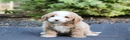 Mini Bernedoodle dogs for sale: Mini Bernedoodle Puppy 3 - Ad 1