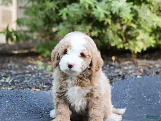 Mini Bernedoodle dogs for sale: Mini Bernedoodle Puppy 3 - Ad 4
