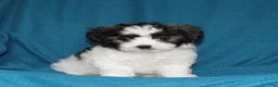 Malshi dogs for sale: Connie - Ad 3