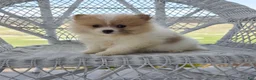 Pomeranian dogs for sale: Shiloh- Cream - Ad 5