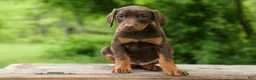 Doberman Pinscher dogs for sale:  Daisy (Red Rust) 🖤🐾 - Ad 15