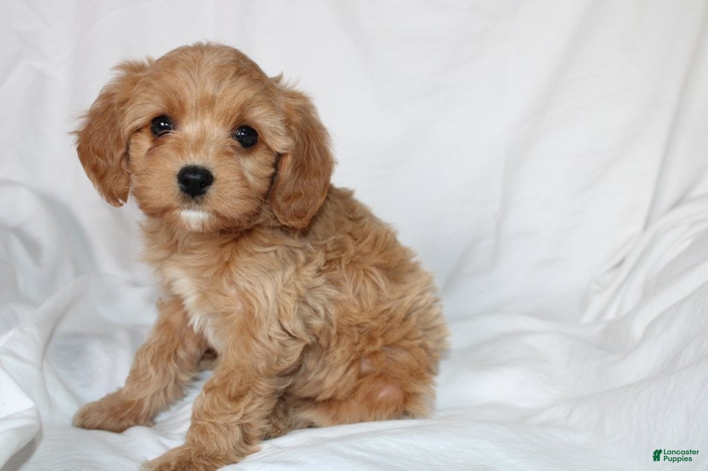 Mixed Breed dogs CavaPooChon female JANE - Ad 17