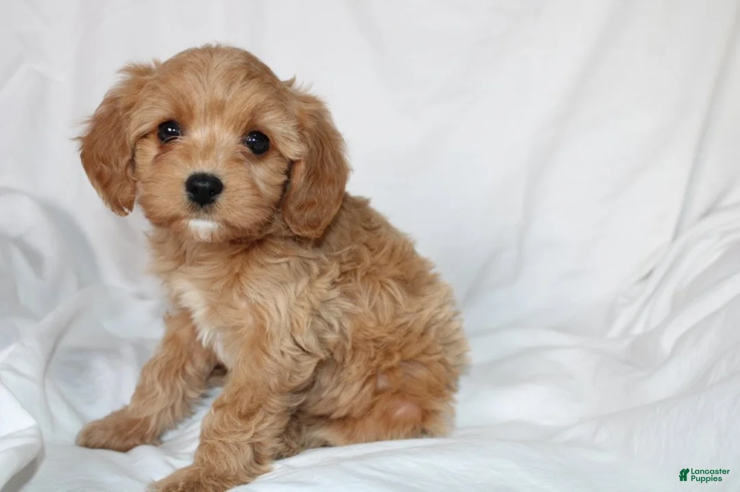 Mixed Breed dogs for sale: CavaPooChon female JANE - Ad 1