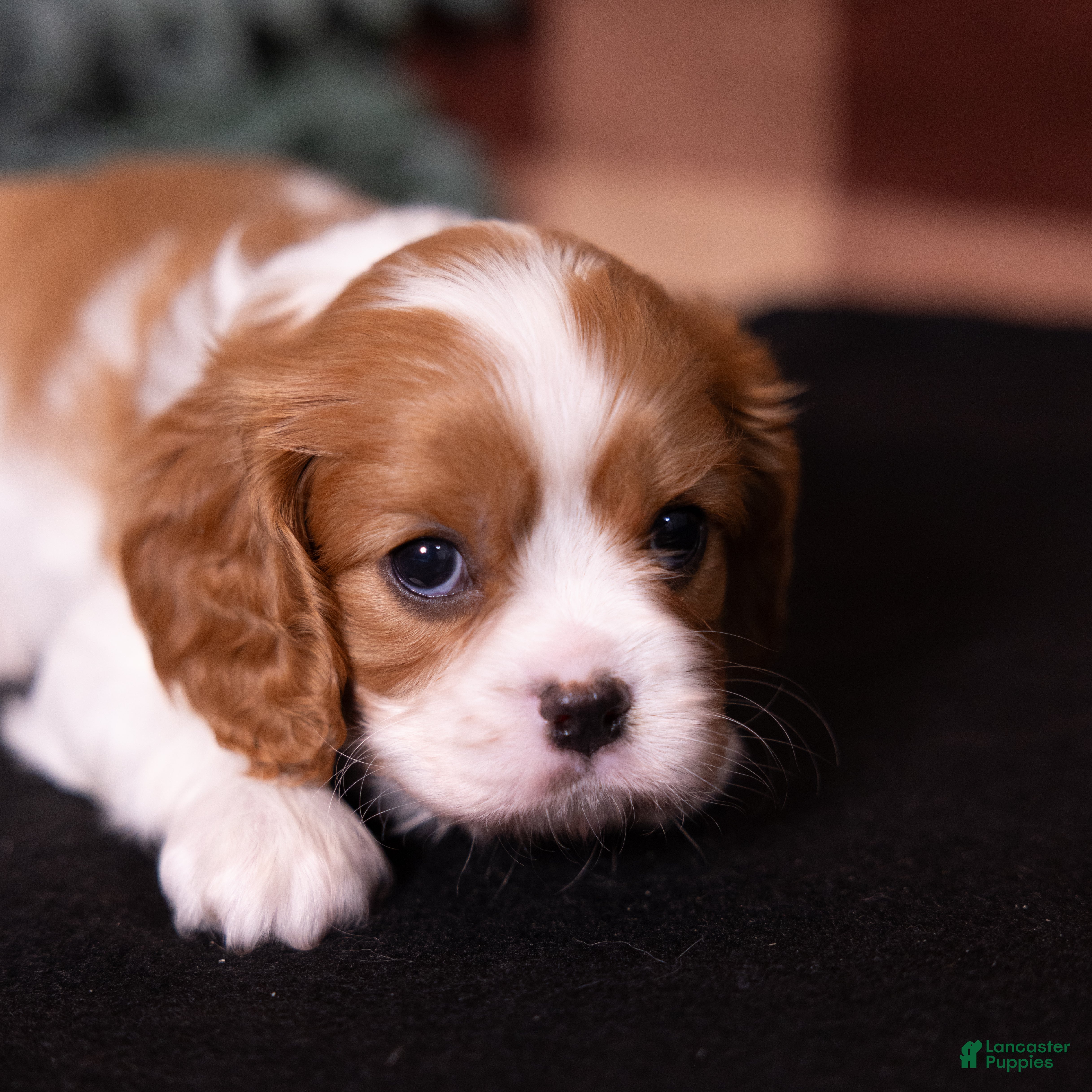 Cavalier King Charles Spaniel dogs Polly - Ad 2