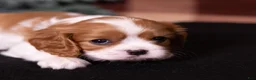 Cavalier King Charles Spaniel dogs for sale: Polly - Ad 2