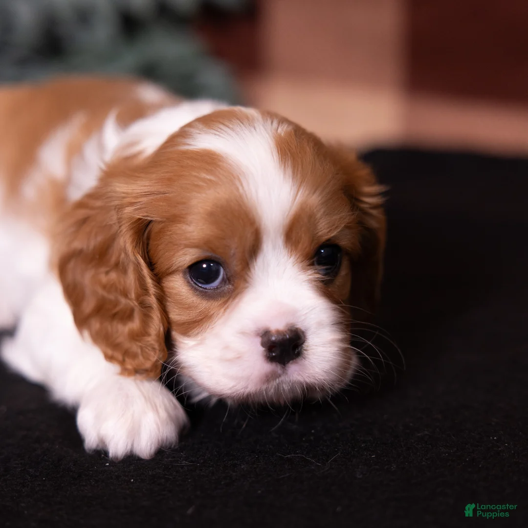 Cavalier King Charles Spaniel dogs for sale: Polly - Ad 2