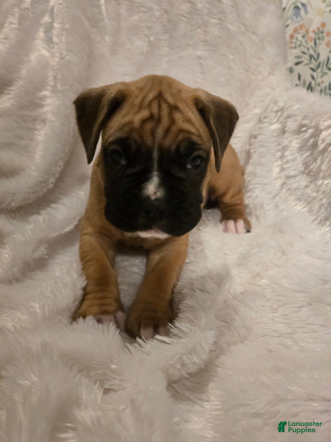 Boxer dogs for sale: Comet - Ad 3