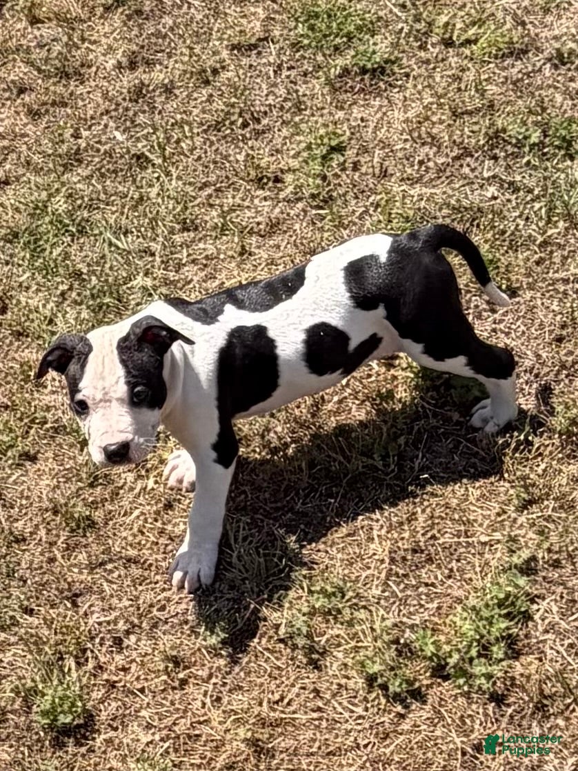 American Bully dogs American Bully Puppy 7 - Ad 8