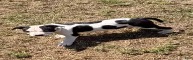 American Bully Puppy 7