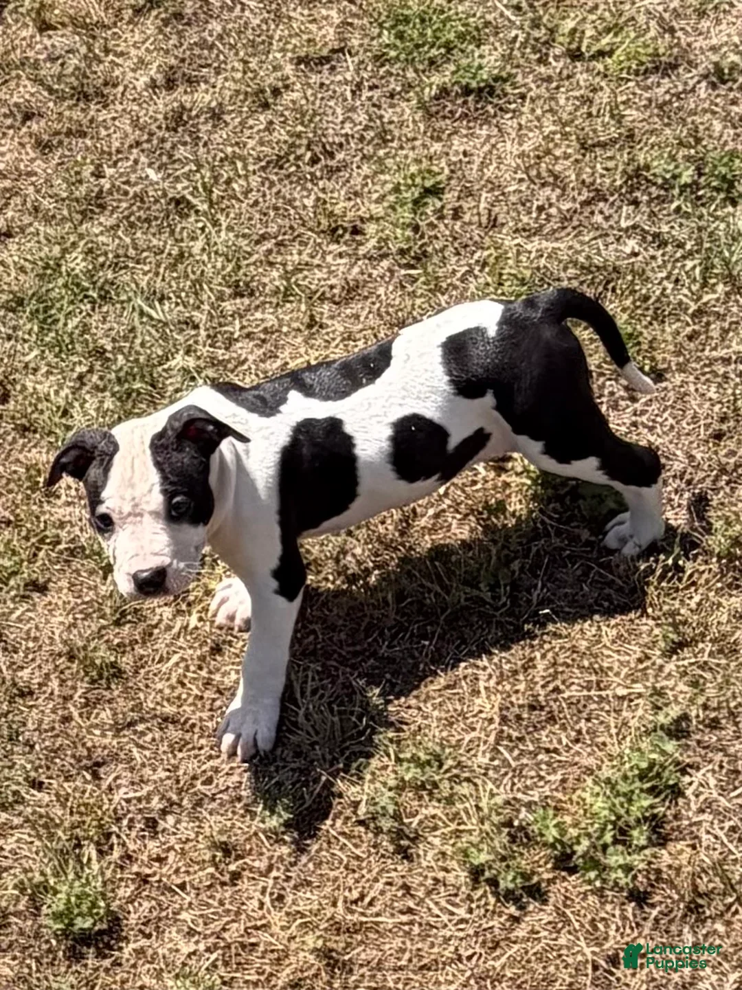 American Bully dogs for sale: American Bully Puppy 7 - Ad 1
