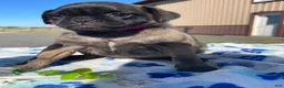 Pug dogs for sale: Penny - Ad 3