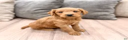 Mini Goldendoodle dogs for sale: Princess - Ad 3
