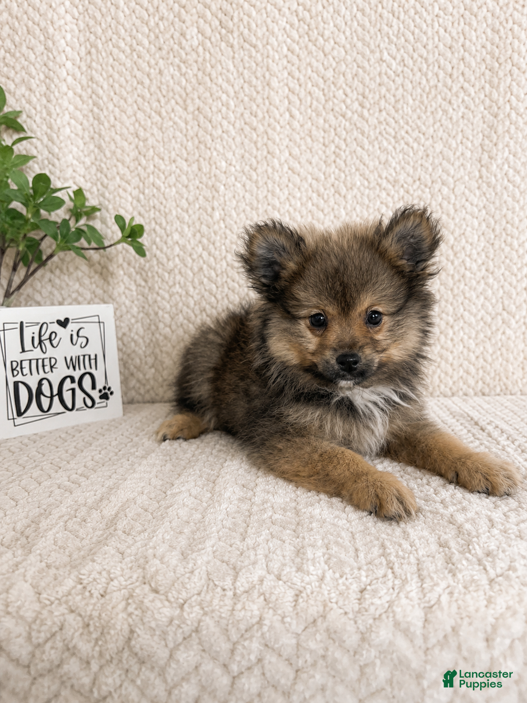 Pomeranian dogs Moose - Ad 11