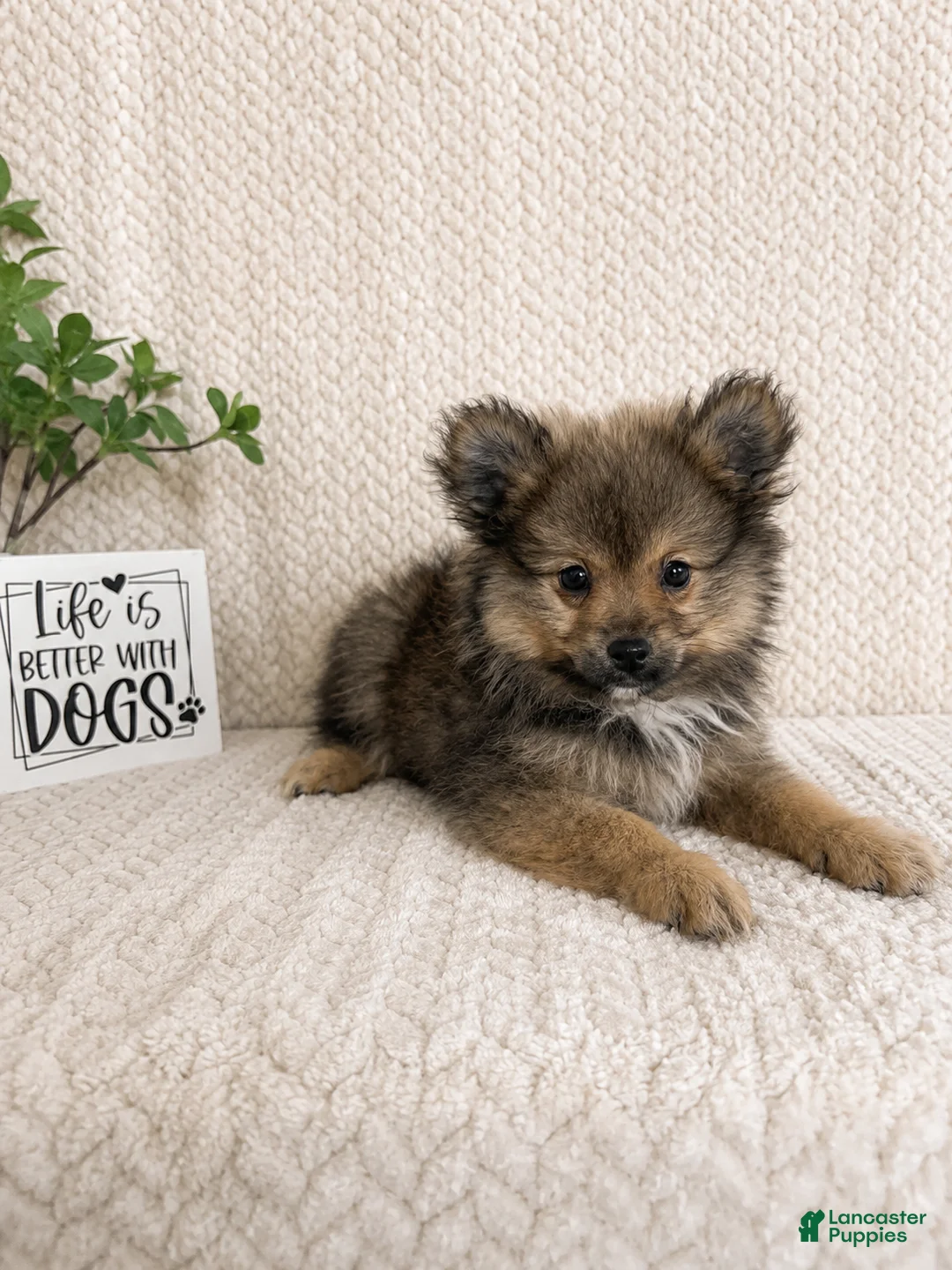 Pomeranian dogs for sale: Moose - Ad 1