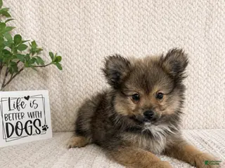 Pomeranian dogs Moose - Ad 11