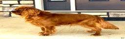 Cavalier King Charles Spaniel dogs for sale: Einstein - Ad 8