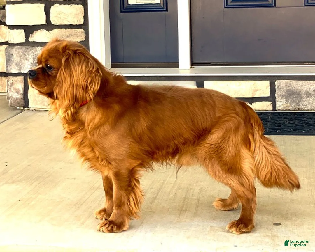 Cavalier King Charles Spaniel dogs for sale: Einstein - Ad 8