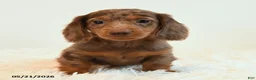 Miniature Dachshund dogs for sale: Linx - Ad 4