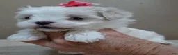 Maltese dogs for sale: Indi girl 1 lb 10 ozs - Ad 1