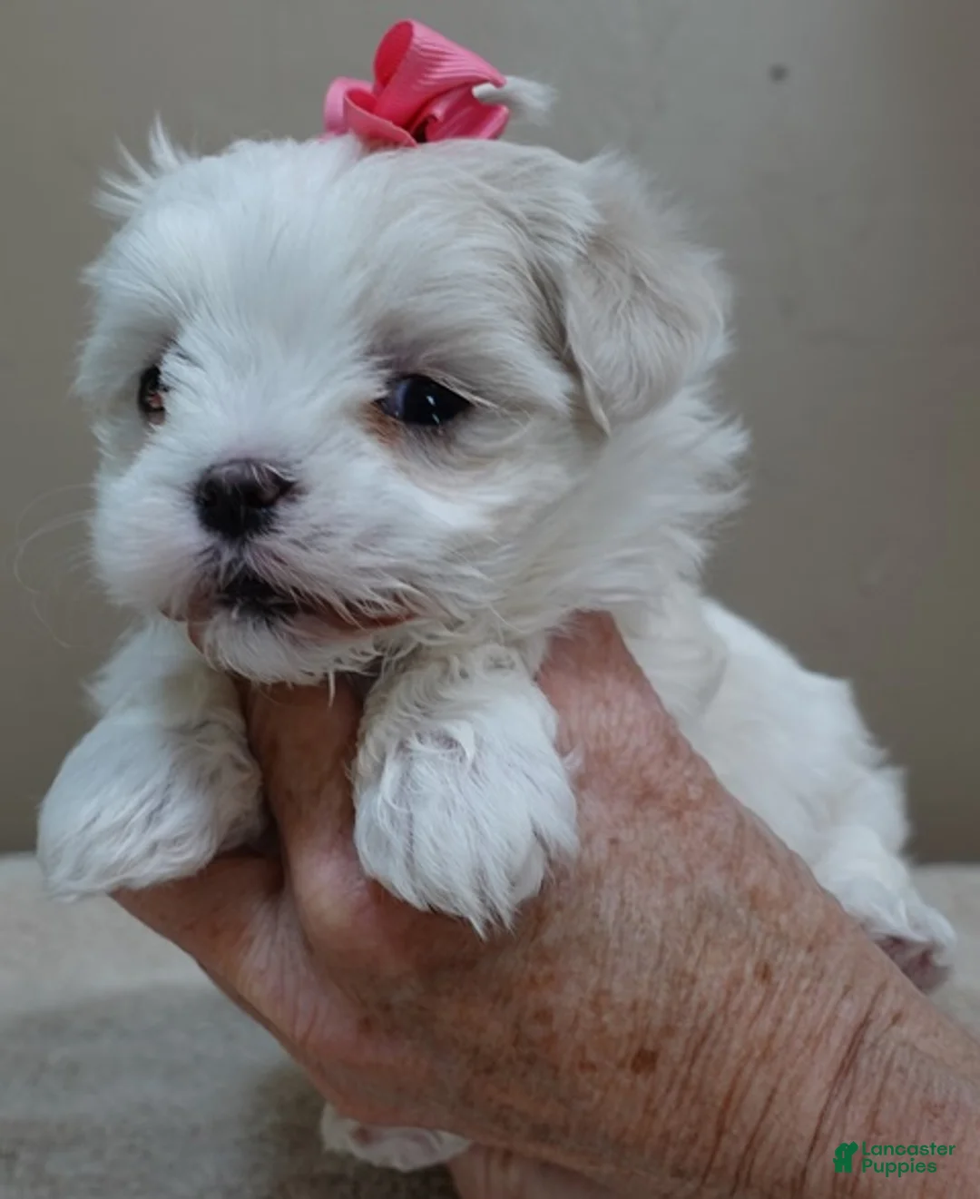 Maltese dogs for sale: Indi girl 1 lb 10 ozs - Ad 1