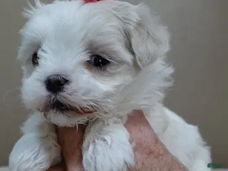 Maltese dogs Indi girl 1 lb 10 ozs - Ad 4