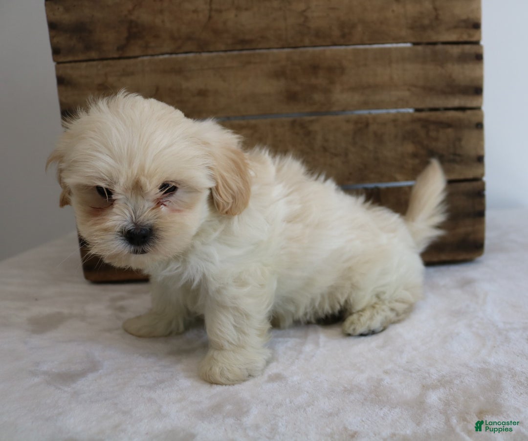 Maltipoo dogs for sale: Kelly - Ad 4