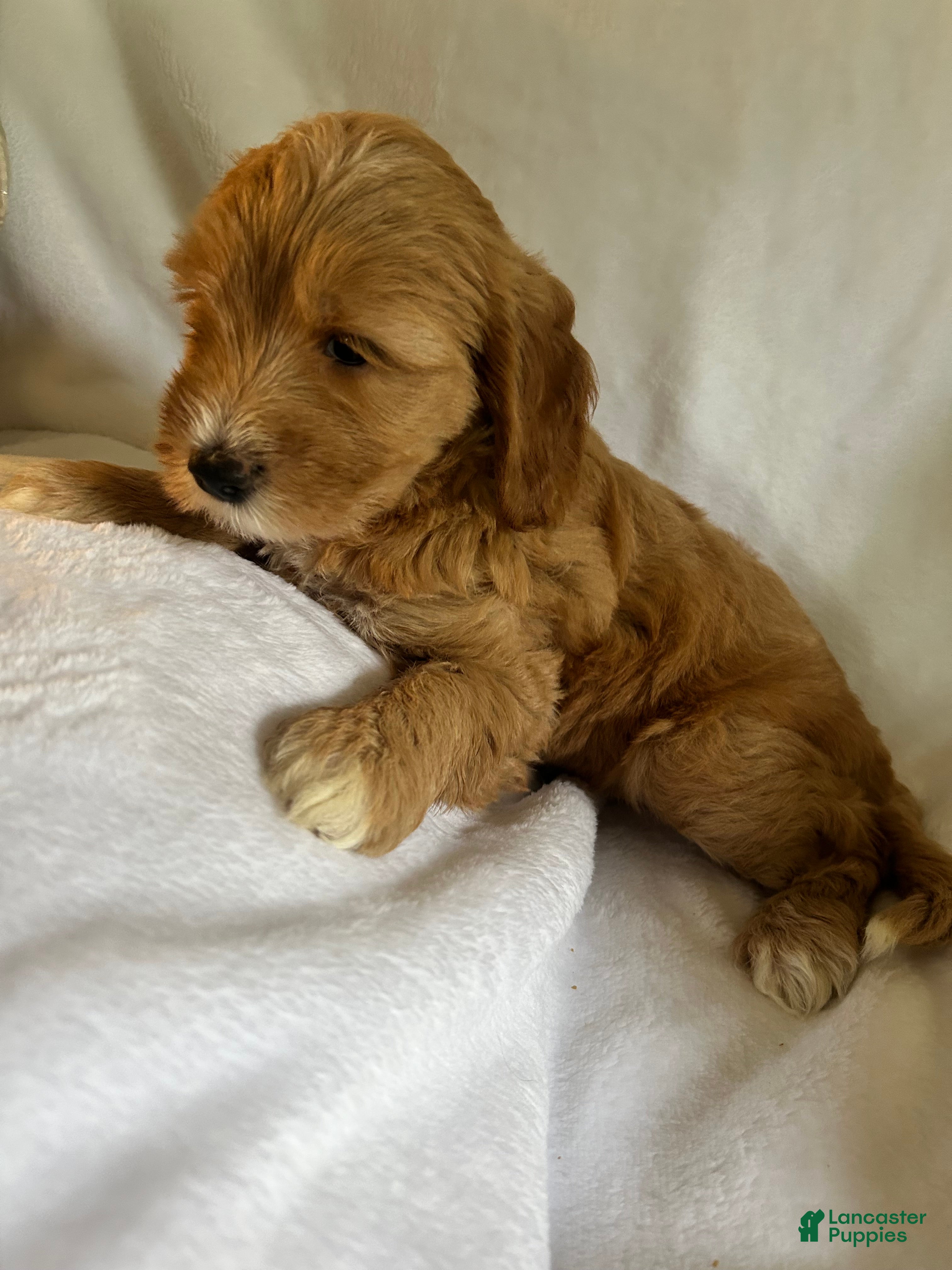 Goldendoodle dogs Betty  - Ad 1