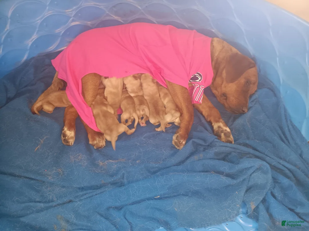 Labrador Retriever dogs for sale: Labrador Retriever Puppy 6 - Ad 2