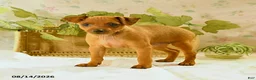 Miniature Pinscher dogs for sale: Ruger - Ad 4