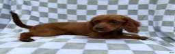 Cavapoo dogs for sale: Domino - Ad 8