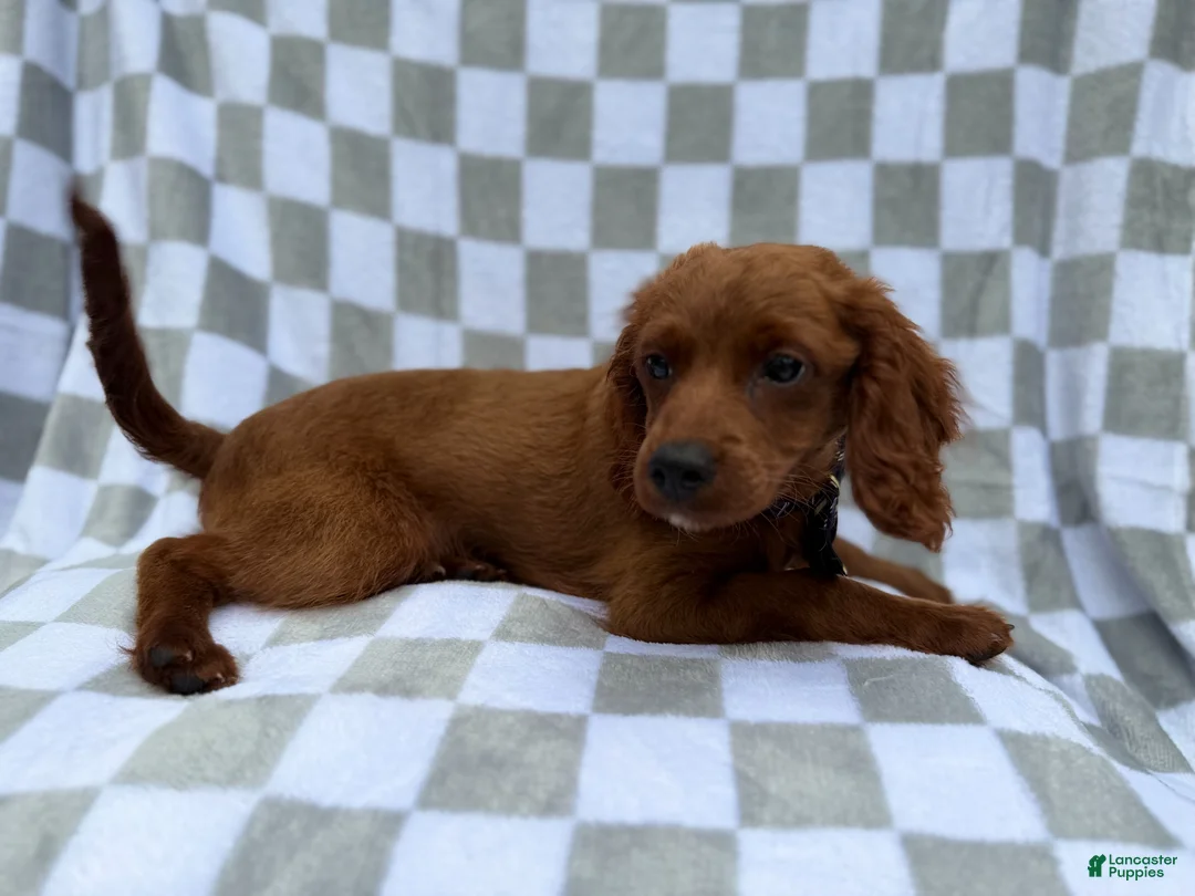 Cavapoo dogs for sale: Domino - Ad 8