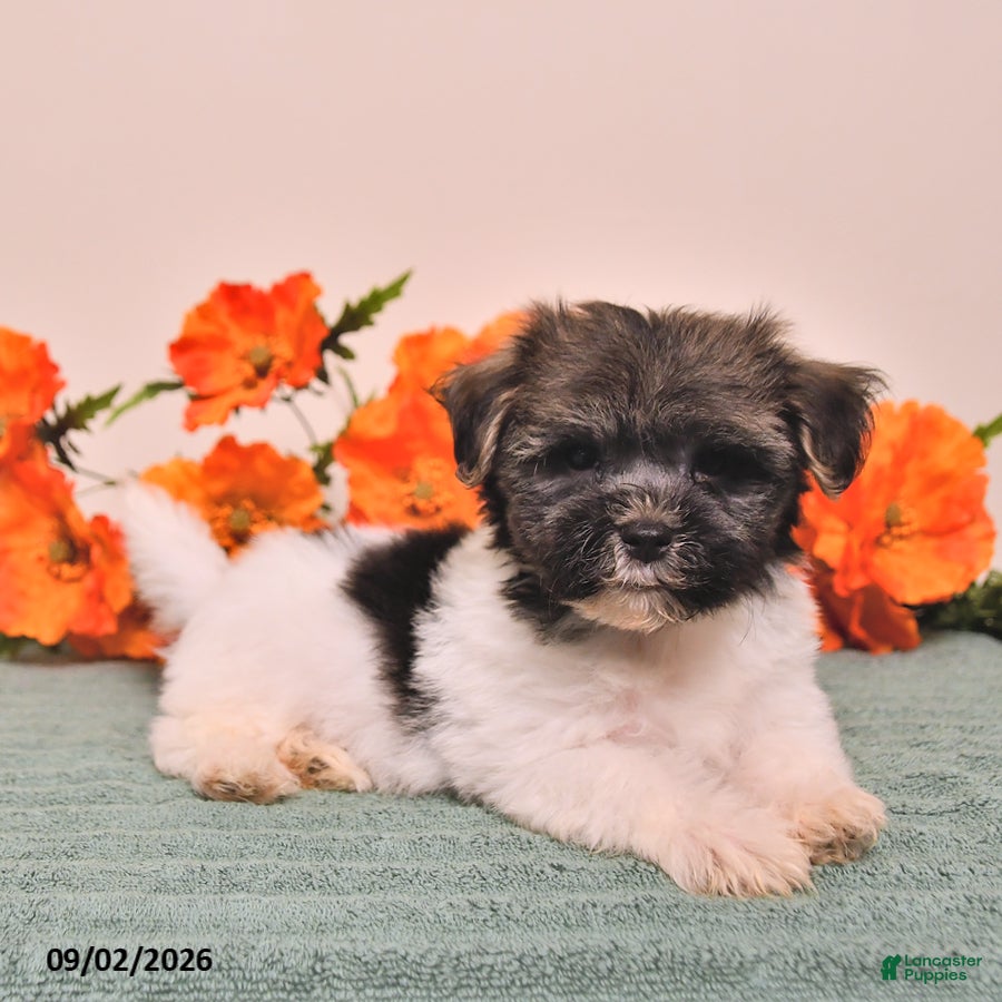 Havanese dogs Hans  - Ad 1