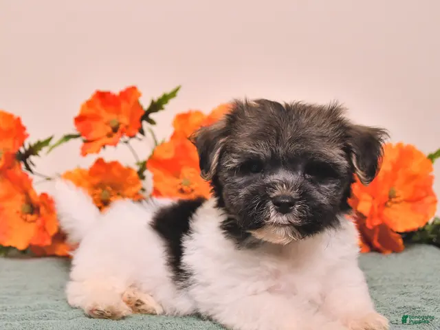 Havanese dogs Hans - Ad 1