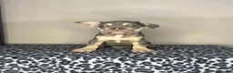 French Bulldog dogs for sale: French Bulldog 4 - Ad 2