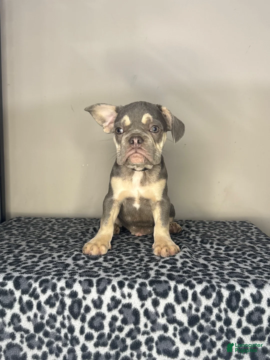 French Bulldog dogs for sale: French Bulldog 4 - Ad 2