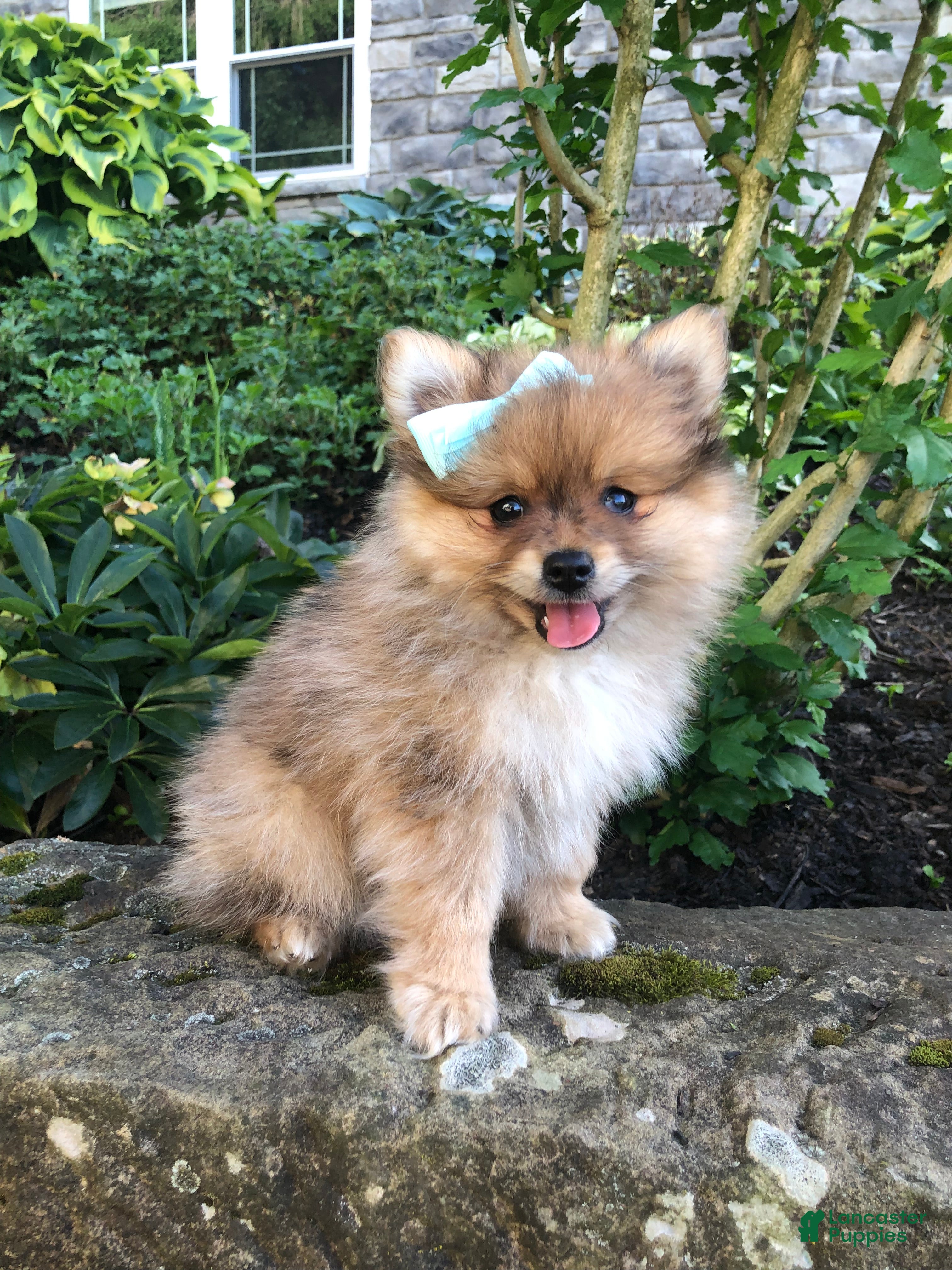 Pomeranian dogs Ollie - Ad 2