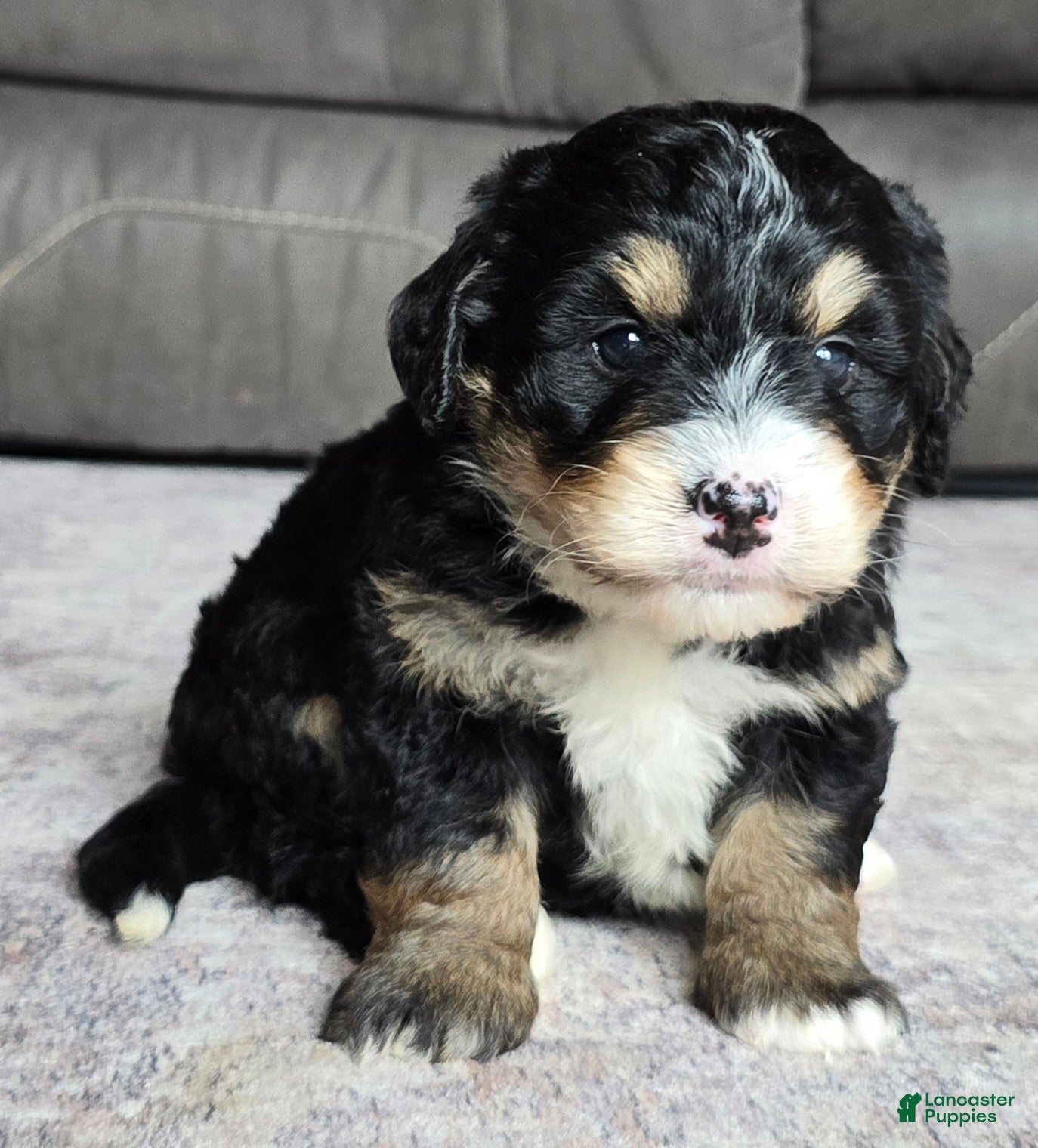 Mini Bernedoodle dogs Mini Willow - Ad 2