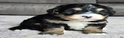 Mini Bernedoodle dogs for sale: Mini Willow - Ad 2