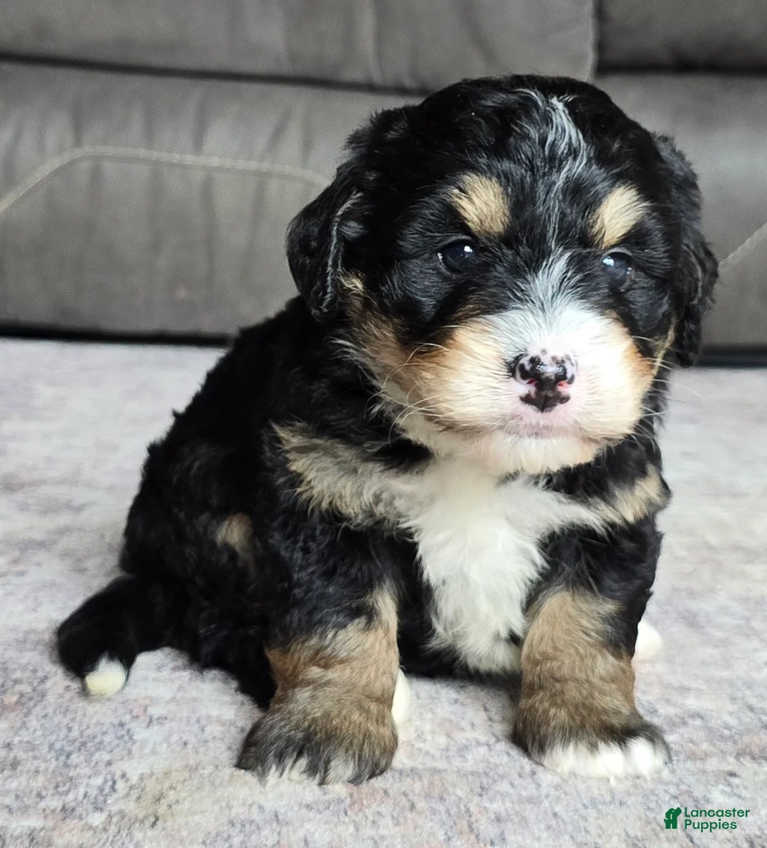 Mini Bernedoodle dogs for sale: Mini Willow - Ad 2