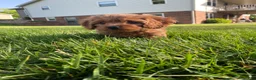 Cavapoo dogs for sale: Harley - Ad 10