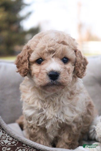 Gallery Image {{count}}