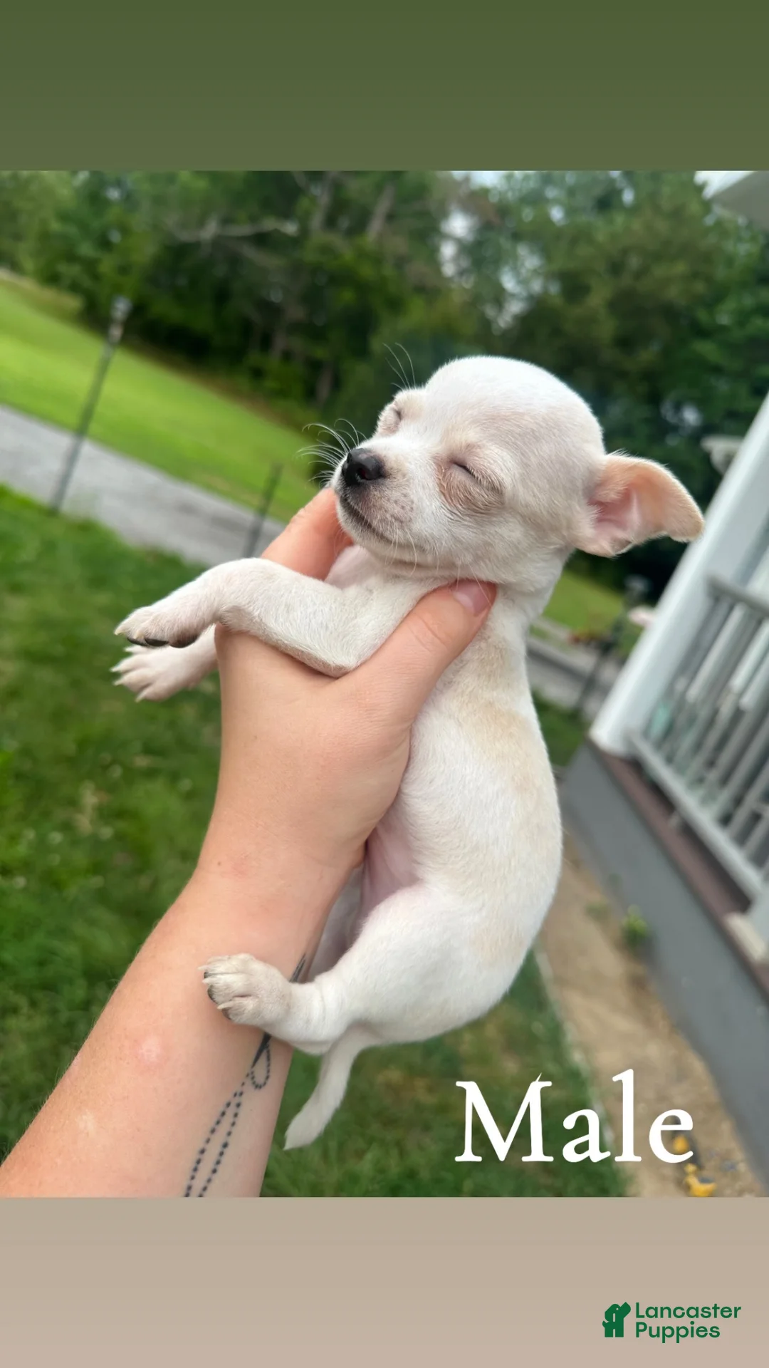 Chihuahua dogs for sale: Milo - Ad 2