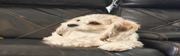Mixed Breed dogs for sale: TBD - Ad 4