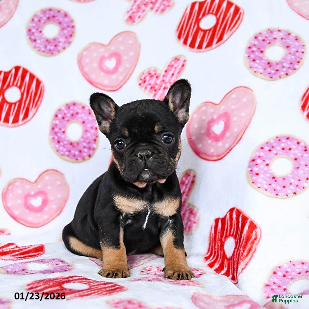 French Bulldog dogs for sale: Snowflake - Ad 1