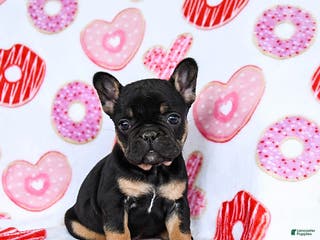 French Bulldog dogs Snowflake - Ad 23