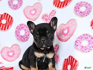 French Bulldog dogs Snowflake - Ad 33