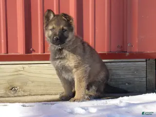German Shepherd dogs Casper - Ad 36