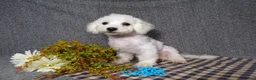 Bichon Frise dogs for sale: Blake - Ad 4