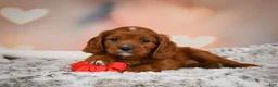 Cavapoo dogs for sale: MAPLE - Ad 6